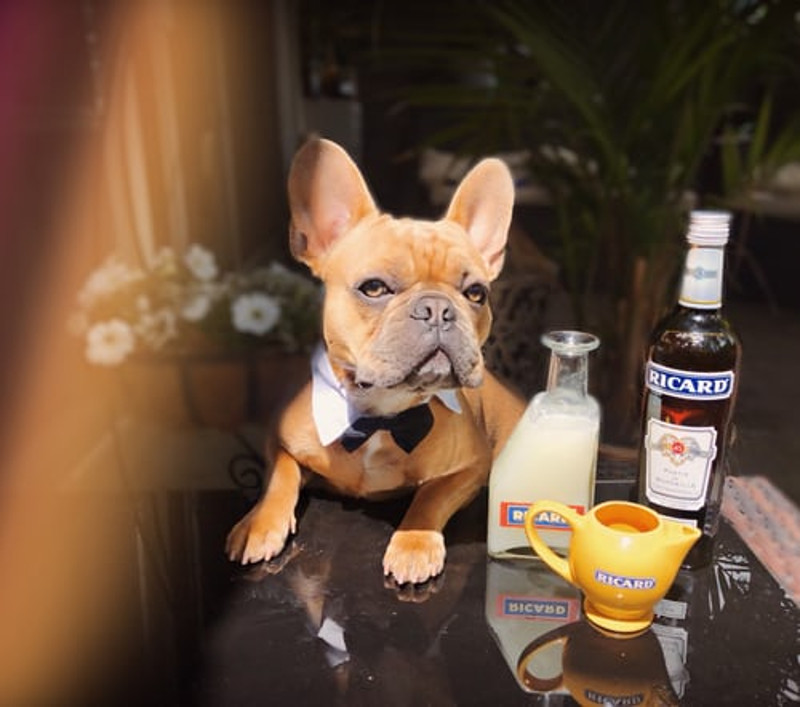 Advertise your pet business